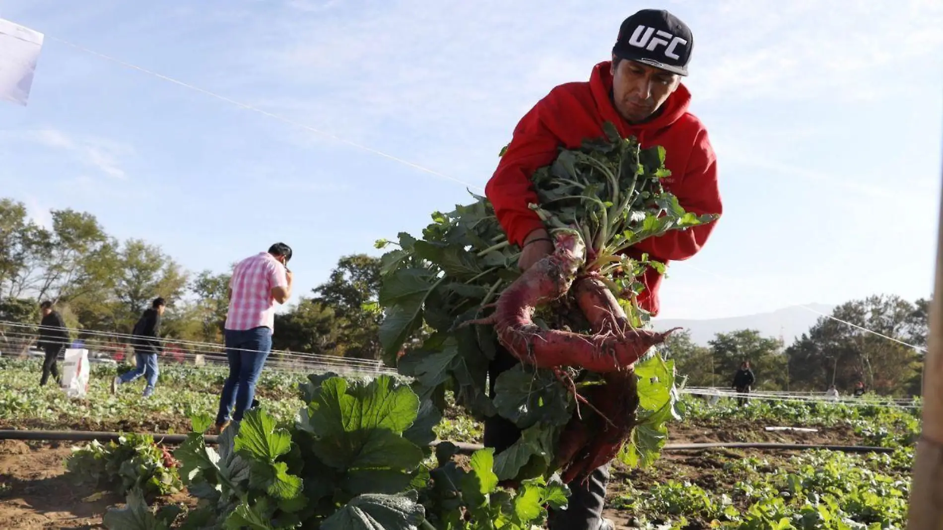 trabajadores agricolas_campo